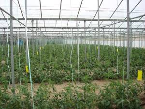 Αγροτικός Σύλλογος Φιλιατρών: "Σε απόγνωση οι αγρότες με φορολογικό και ΦΠΑ"