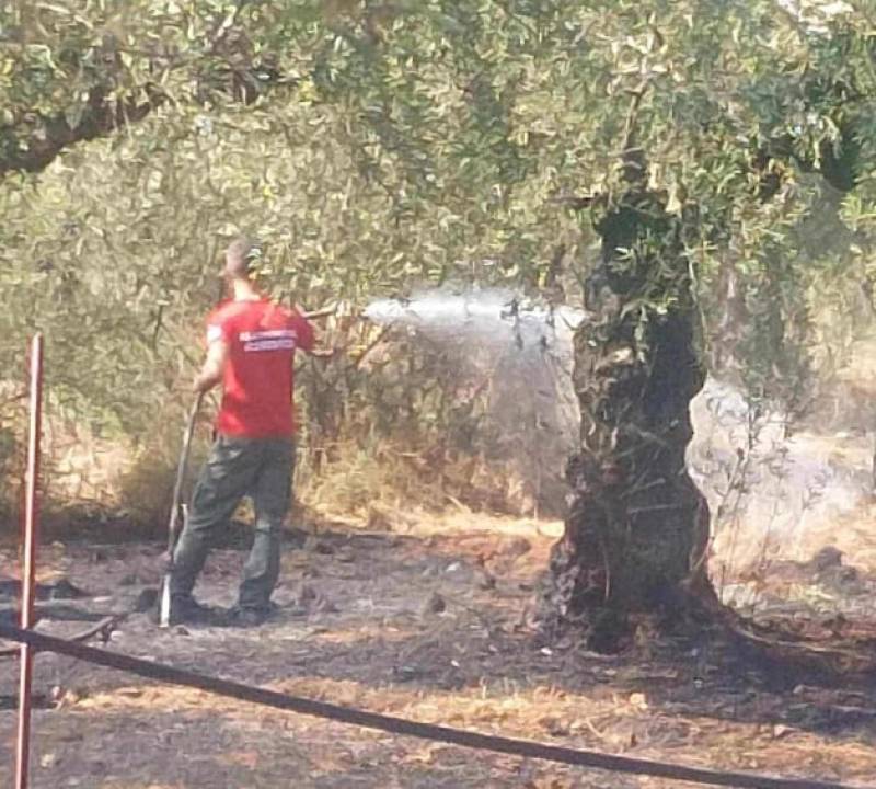 Ενάμιση στρέμμα γεωργικής έκτασης έκαψε φωτιά στα Αγριώματα Βέργας