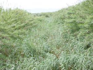 Ξεκίνησε ο καθαρισμός του ποταμού Αρι