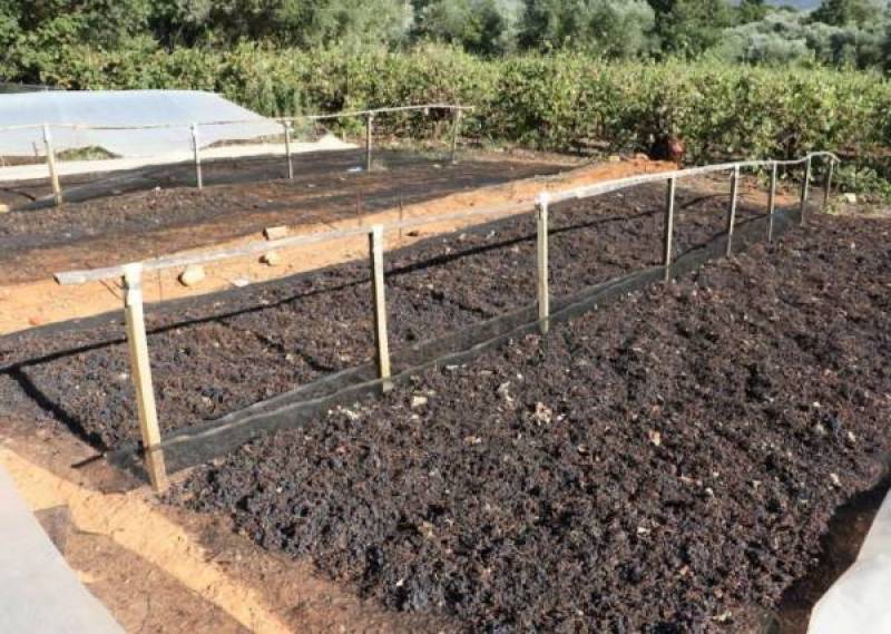 Η κυβέρνηση προλαβαίνει να σώσει τη σταφίδα