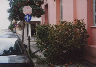 Ποιος και γιατί "σκότωσε" το δένδρο;