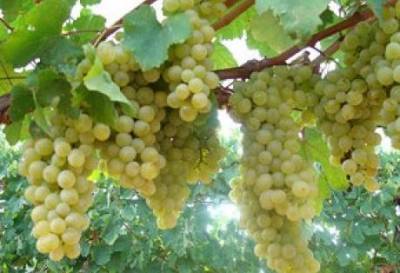 Αναδιάρθρωση και μετατροπή αμπελουργικών εκτάσεων