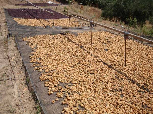 Εξαγωγή 1.500 τόνων σύκων σε όλο το κόσμο