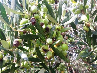 Οδηγίες για αντιμετώπιση του γλοιοσπόριου της ελιάς