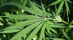 Ολοκληρώνεται η ανάκριση για τα ναρκωτικά: Μέσα και ο φερόμενος αρχηγός από τον Πύργο