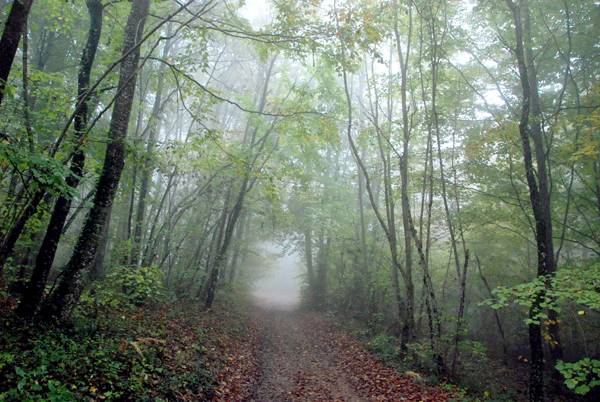 Απαγόρευση κυκλοφορίας στα δάση της Μεσσηνίας